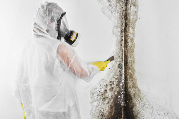Reliable Mabscott, WV Mold Removal Solutions