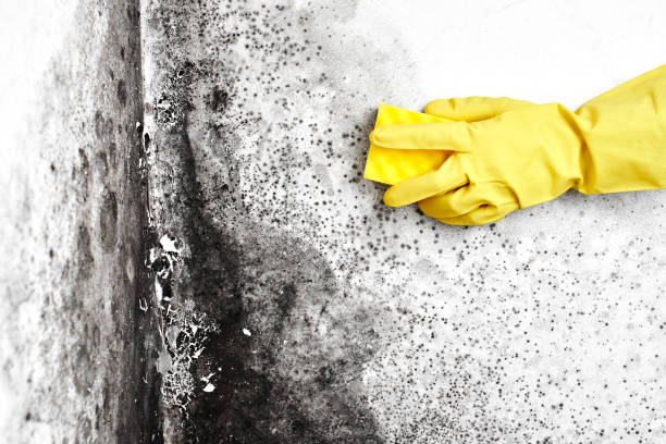 Best Attic Mold Removal  in Mabscott, WV