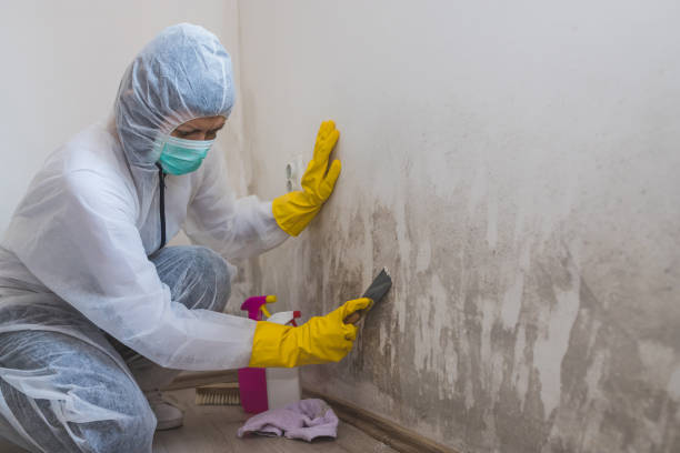Best Certified Mold Removal  in Mabscott, WV