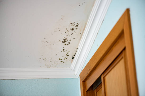 Best Same-Day Mold Removal  in Mabscott, WV