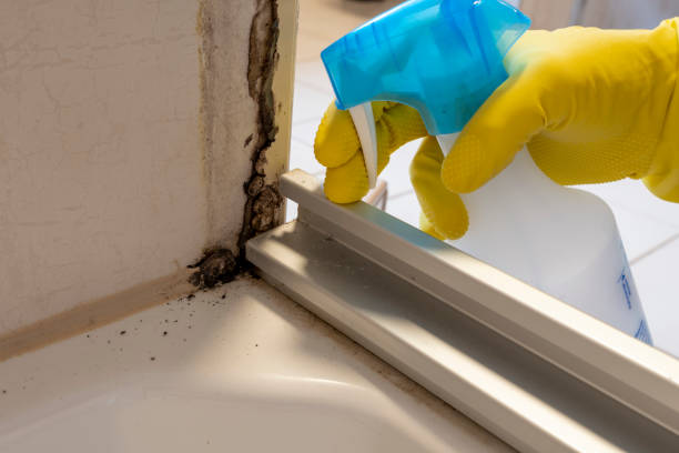 Best Home Mold Removal  in Mabscott, WV