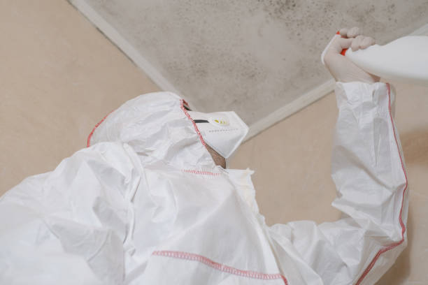 Mold Removal and Inspection in Mabscott, WV