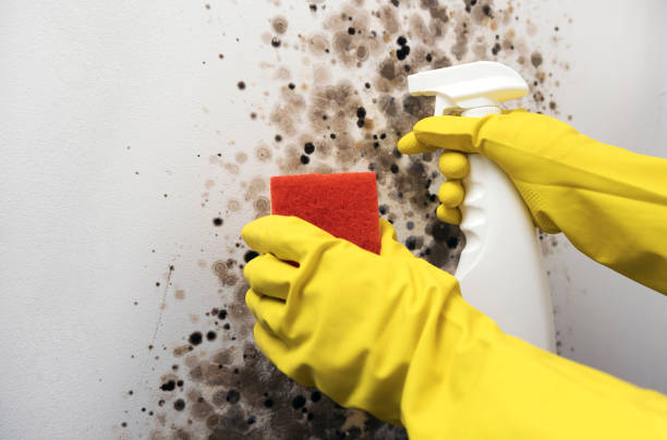 Best Mold Testing  in Mabscott, WV