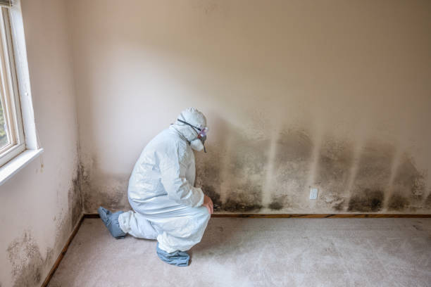 Best Office Mold Removal Services  in Mabscott, WV